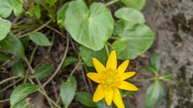 Пшінка весняна