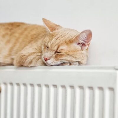 котик на батареї