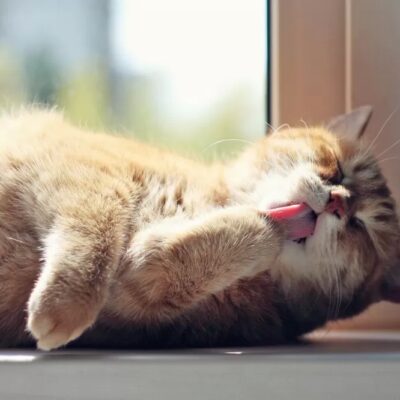котик на сонці