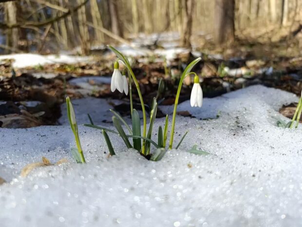 першоцвіти