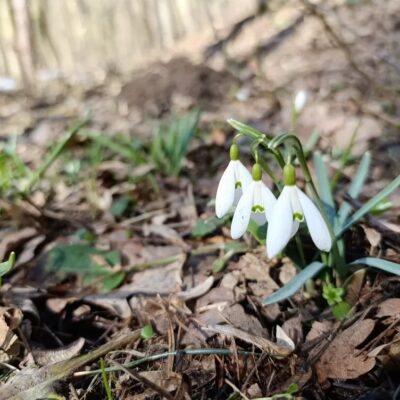 першоцвіти