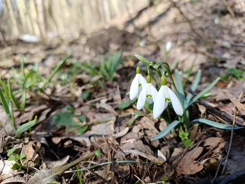 першоцвіти