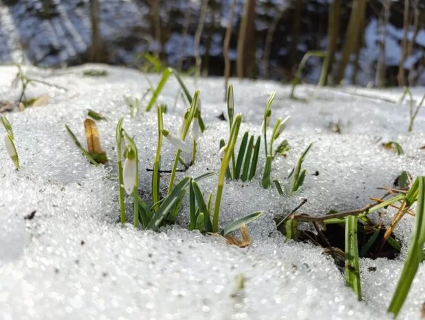 першоцвіти