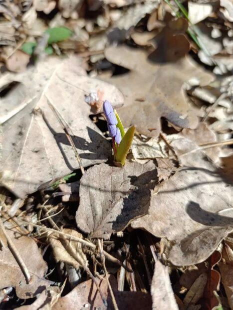 першоцвіти