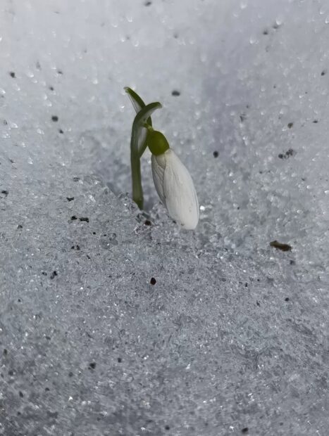 першоцвіти