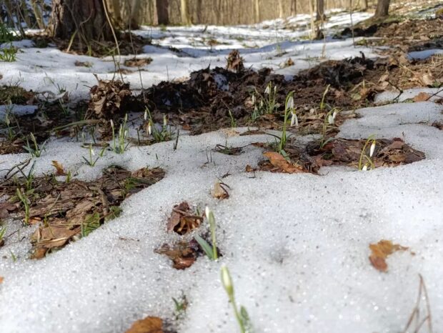 першоцвіти