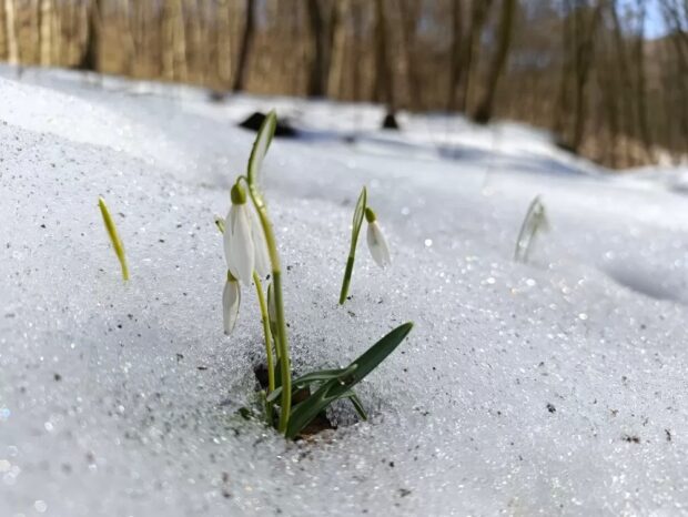 першоцвіти