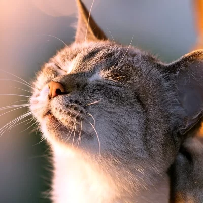 котик гріється на сонці