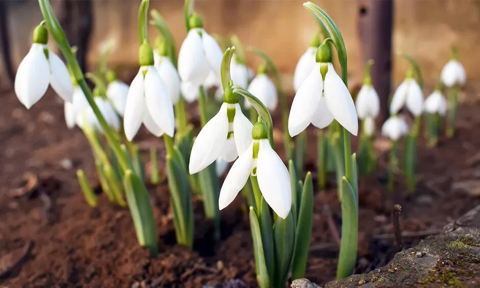підсніжники
