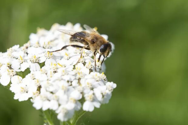 бджоли запилюють квіти