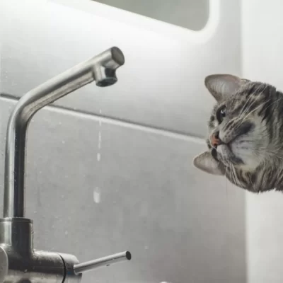 котик біля крана