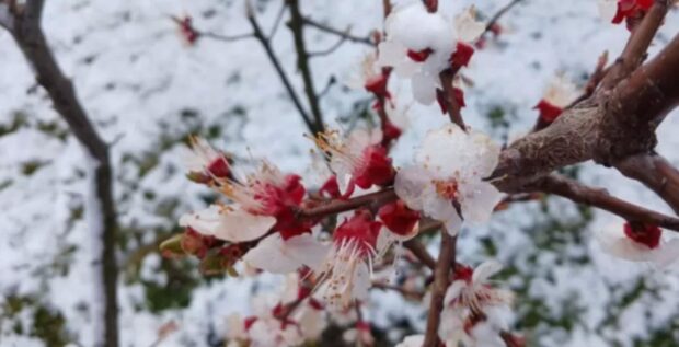 заморозки цвітіння