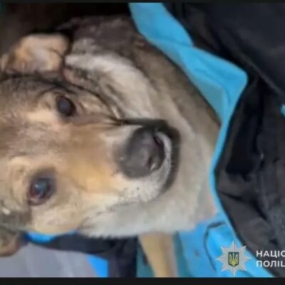 собака
